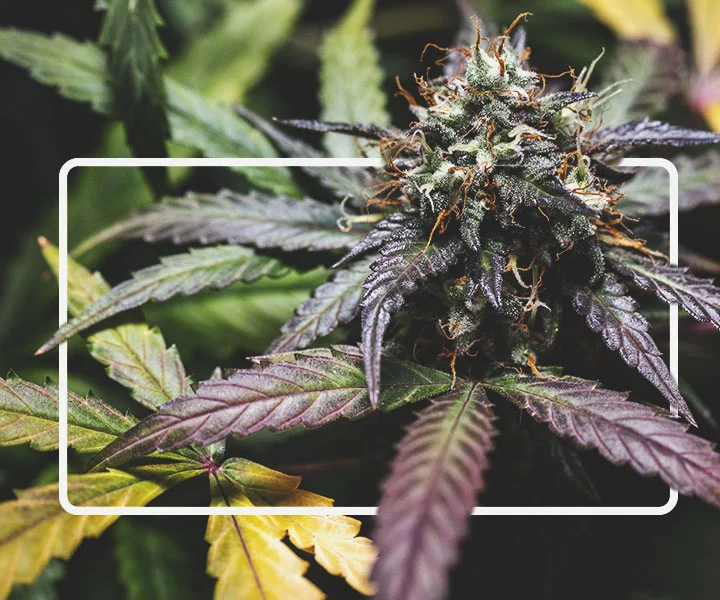 The Truth About Herbciepscam